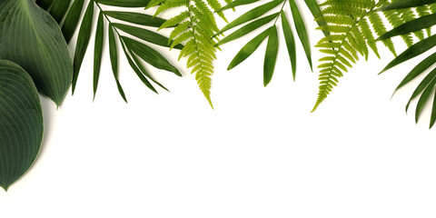 ramka zielonych liści