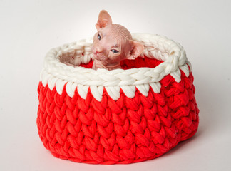 wygląda sfinks kotka