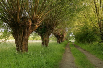Tradycyjny polski krajobraz z wierzbami rosnącymi przy polnej drodze, która prowdzi w dal i ginie w gęstwinie, wiosna