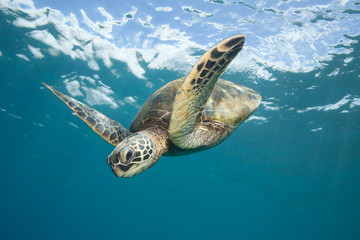 Sea Turtle Underwater in Tropical Clear Blue Ocean od dołu
