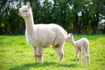 White Alpaca with offspring, South American mammal
