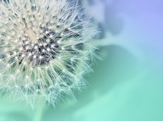 Mniszek lekarski. Dandelion zakończenie up na abstrakcjonistycznym zamazanym tle