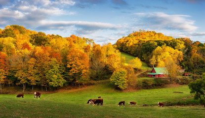 Jesienna farma Appalachów pod koniec dnia - krowy na tylnych drogach w pobliżu Boone North Carolina