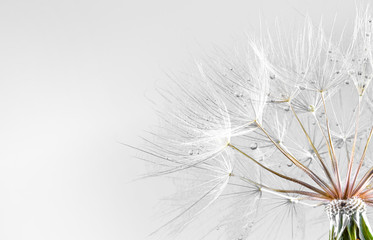 tło nasion mniszka lekarskiego. Nasieniodajny makro- zbliżenie. Wiosenna natura