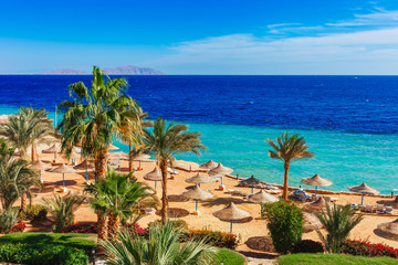 Sunny resort beach with palm tree at the coast shore of Red Sea in Sharm el Sheikh, Sinai, Egypt, Asia in summer hot. Bright sunny light