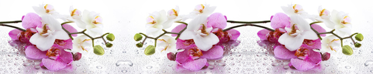 Biała i Różowa Orchidea Panoramiczna