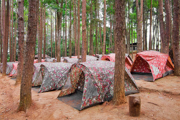 Many tents soldier pattern in camping site area in pine forest.