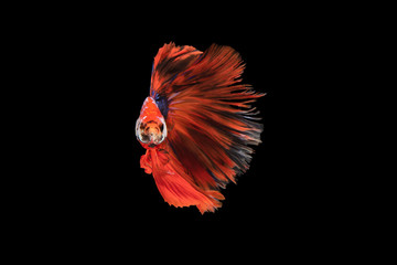 The moving moment beautiful of siamese betta fish in thailand on black background. 