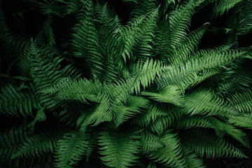 Tropikalne liście. Kwiatowy wzór tła.