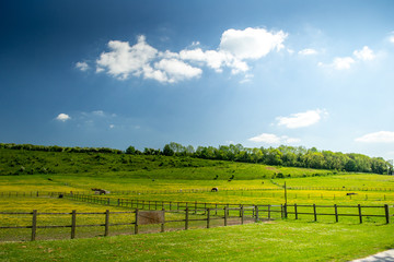 Horses in the fields