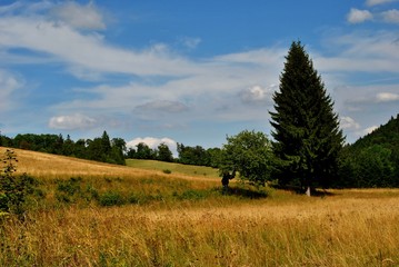 Górska łąka, latem