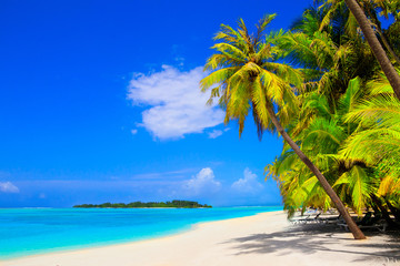Dream beach with palm trees on white sand and turquoise ocean