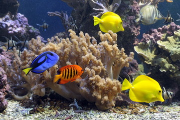 Podwodny świat. Nurkowanie. Akwarium, akwarium, ryby, koralowce, rekiny, ryby akwariowe, glony