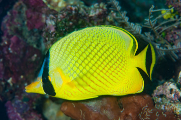 Butterflyfish