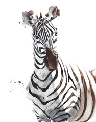Zebra dzikich zwierząt afrykańskie safari głowa portret akwarela malarstwo ilustracja na białym tle