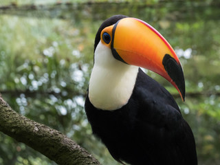 Kolorowy ptak Tukan