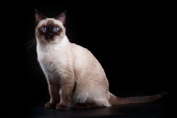 Tajlandzki kot na czarnym tle