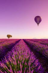 Lawendy pola rzędy przy wschodu słońca gorącym powietrzem baloon i samotnym drzewem przy Valensole plateau Provence ikonowy francuza krajobraz