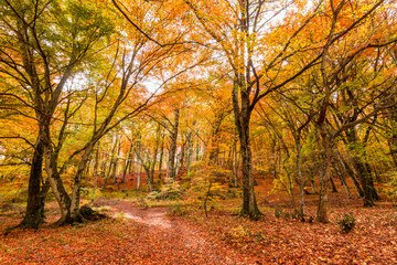 Liście w Monti Cimini, Lazio, Włochy. Jesienne kolory w buku. Buki z żółtymi liśćmi.