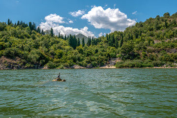 Czarny perkoz siedzący na kamieniu na jeziorze