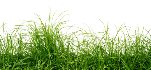 zielona trawa na białym tle