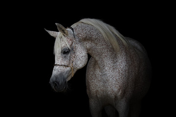 Portret piękny szary koń arabski odizolowywający na czarnym tle