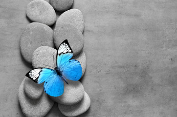 Koncepcja Spa z kamieniami motyla i zen.