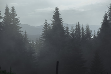 mgła o poranku w lesie