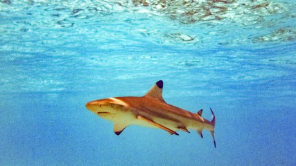 Rekin rafowy Blacktip (Carcharhinus melanopterus) w płytkiej wodzie, Malediwy.