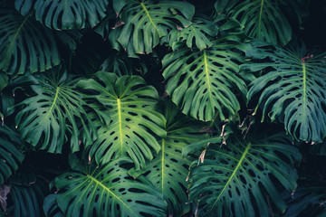 Liście Monstera Philodendron - roślina lasu tropikalnego