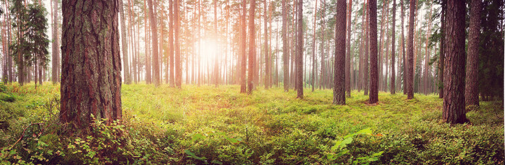 Lahemaa National Park Forest Panorama na początku września