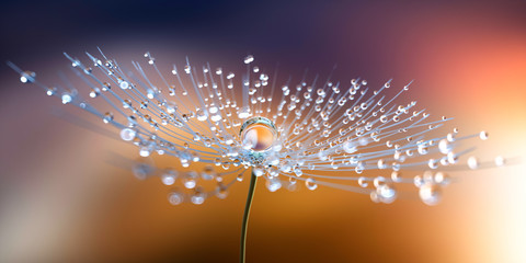 Dandelion w zbliżeniu z kroplami rosy 3