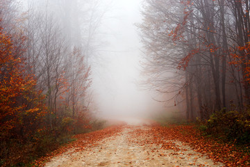 Widok mgłowy las w jesieni