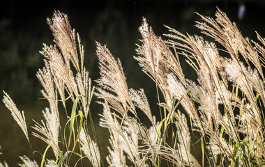 ozdobne trawy suszone podświetlone słońcem