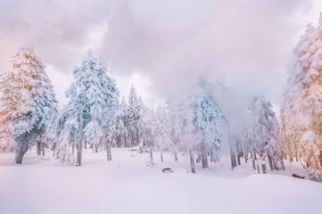 Zimowa kraina czarów