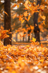 falling dry yellow maple leaves on an autumn
