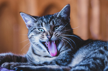 Zabawne zwierzęta, kot robiący śmieszną minę. 