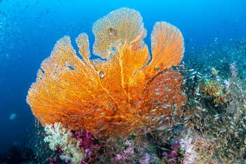 Piękny i kolorowy Seafan (Gorgonian Fan coral) na tropikalnej rafie koralowej