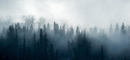 Boreal Forest Fog - Panorama Lasu Kanadyjskiego