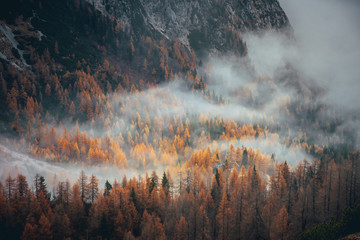 Mist in autumn orange forest. Alps mountains