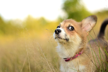 Welsh corgi pembroke szczeniak portret