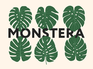 Monstera Tropical Jungle Plant Green Leaves. Ilustracja wektorowa płaski zestaw na białym tle.