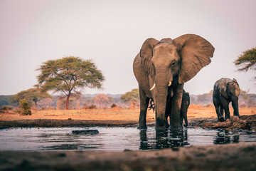 Słoń krowa z lisiątkiem przy waterhole, Senyati safari obóz, Botswana