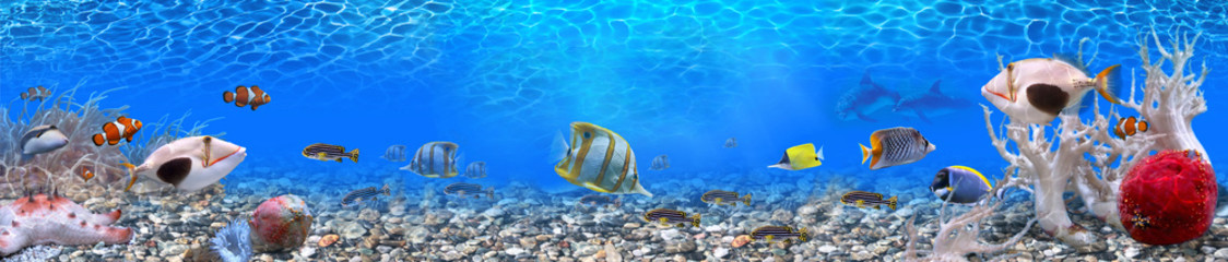 Panoramiczne akwarium-szkło Vega