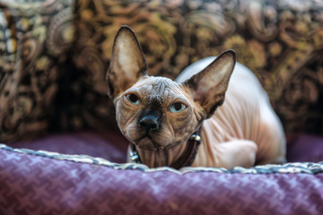 kot sfinks w swoim łóżku