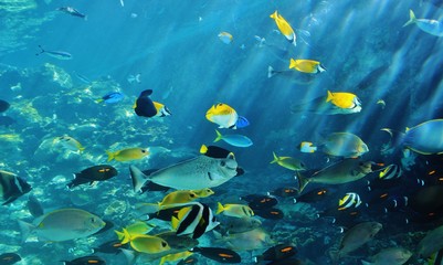 fauna wodna Australia