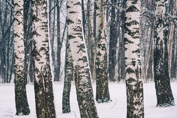 Brzoza las przy zima dniem