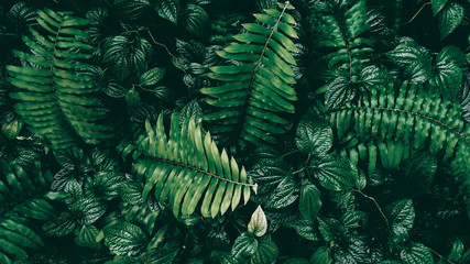 Tropikalny zielony liść w ciemnym odcieniu.