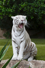 Portret biały tygrys ziewanie