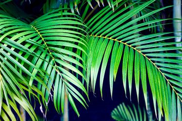PLANTAS VERDES EN EL CARIBE
